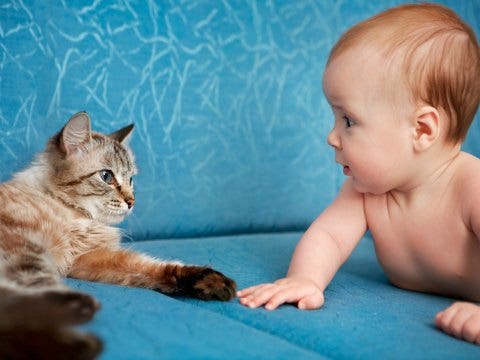 cat and baby on couch