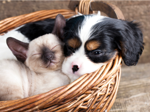 cat and dog cuddling