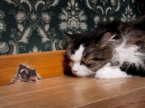 cat and mouse