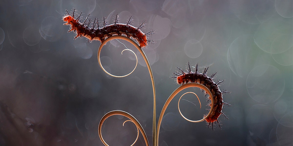 What A Study With Cannibal Caterpillars Says About The Benefits Of Having A Sibling
