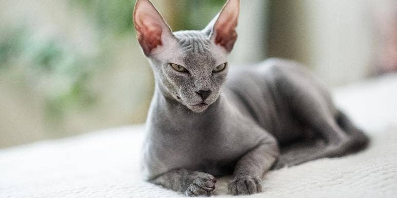 cat protection how cats protect you from ghosts and negative spirits