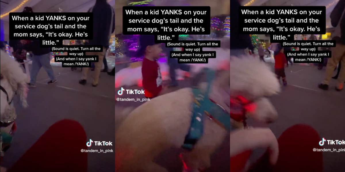 Parents Defend Child Who Yanked Service Dog's Tail By Saying 'He's Little' child yanking on service dog's tail