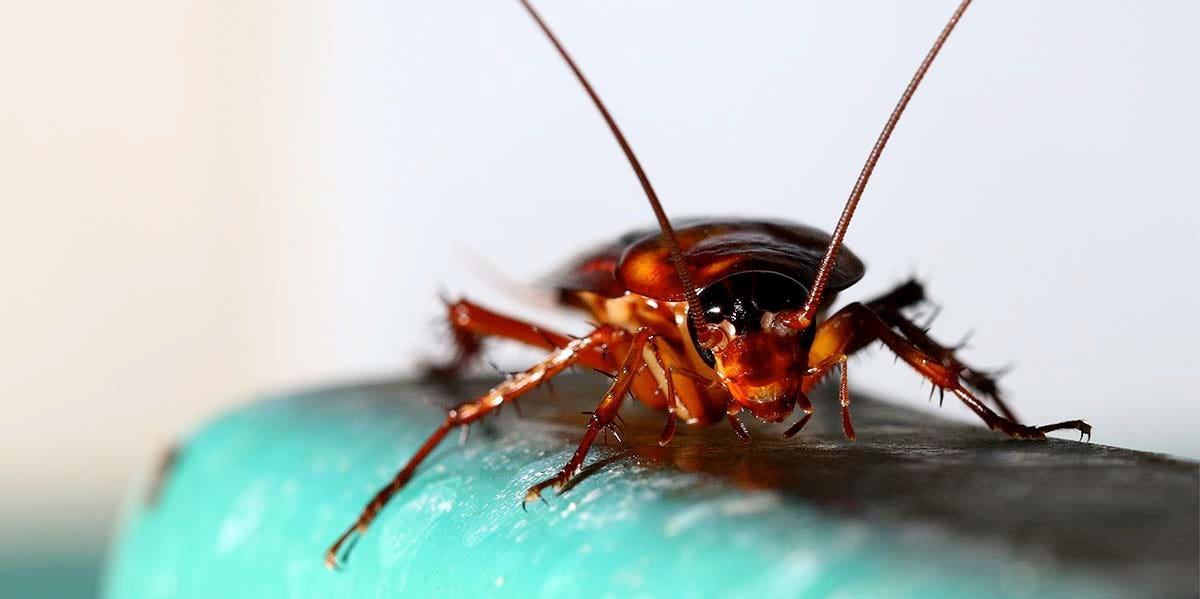 Graphic Video Of Doctors Surgically Removing A LIVE Cockroach From A Woman's Skull