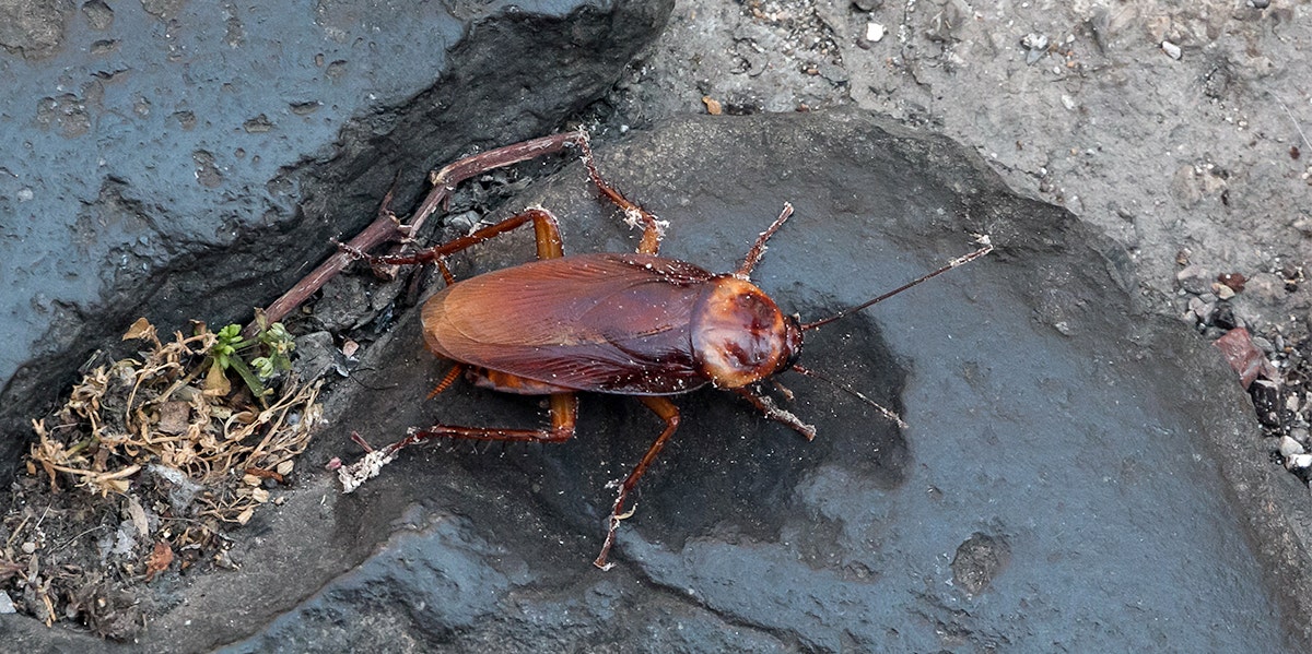 I Named A Hissing Cockroach At The Zoo After My Ex Boyfriend