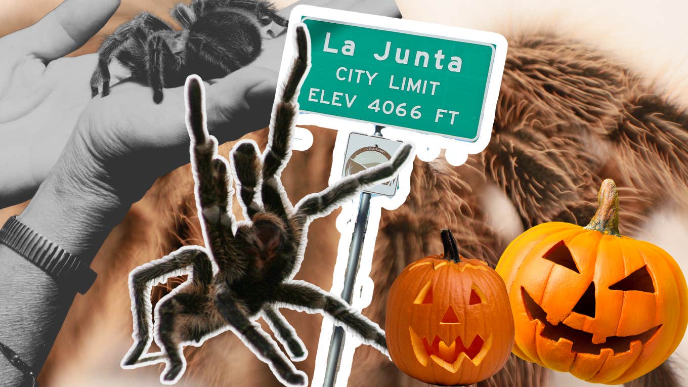 collage featuring spider, pumpkins and a state sign