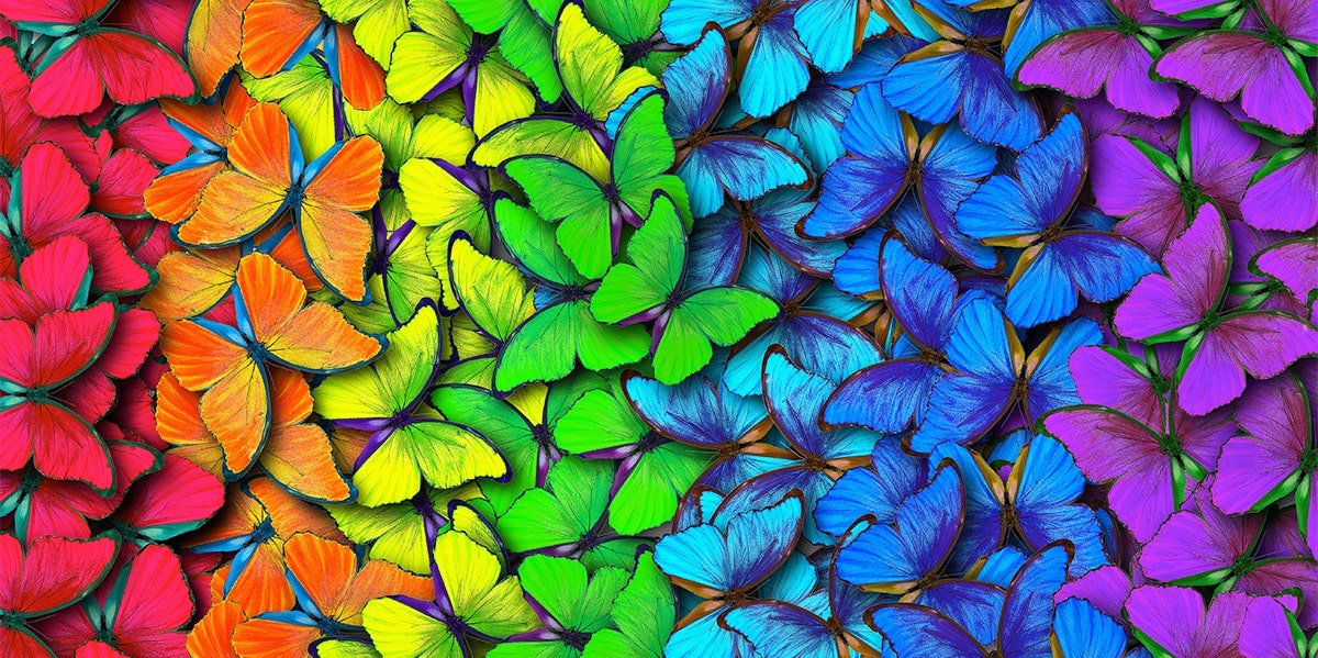 rainbow of butterflies