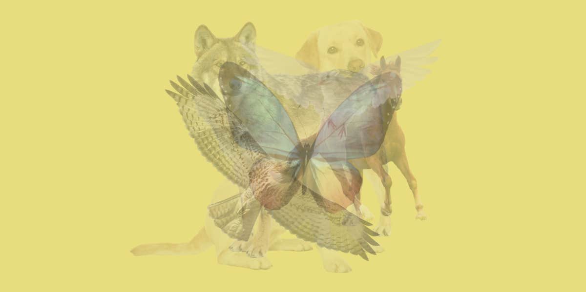 The Animal You See First In This Visual Test Reveals What You Value Most In Life core values animal personality test