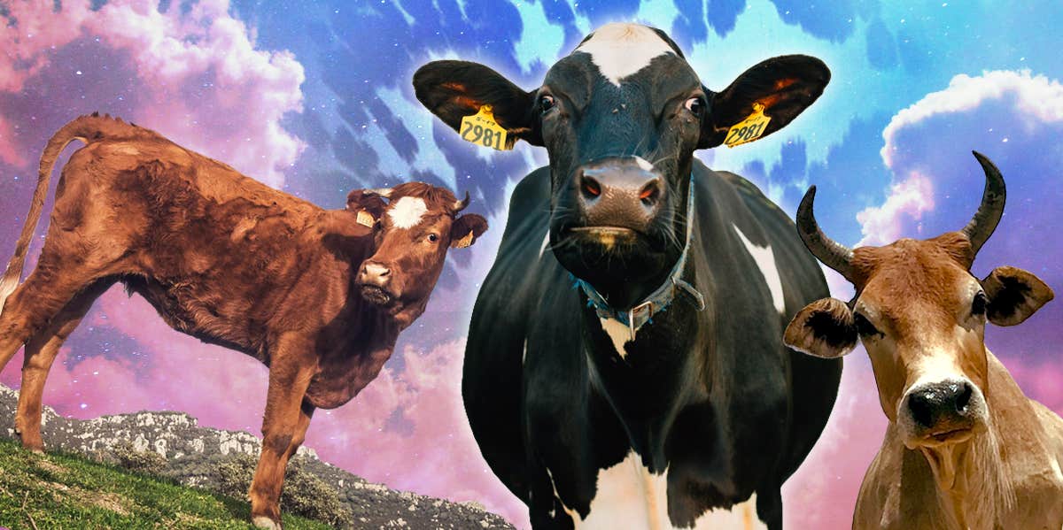 Cow Symbolism & The Meaning Of A Cow Spirit Animal cow symbolism