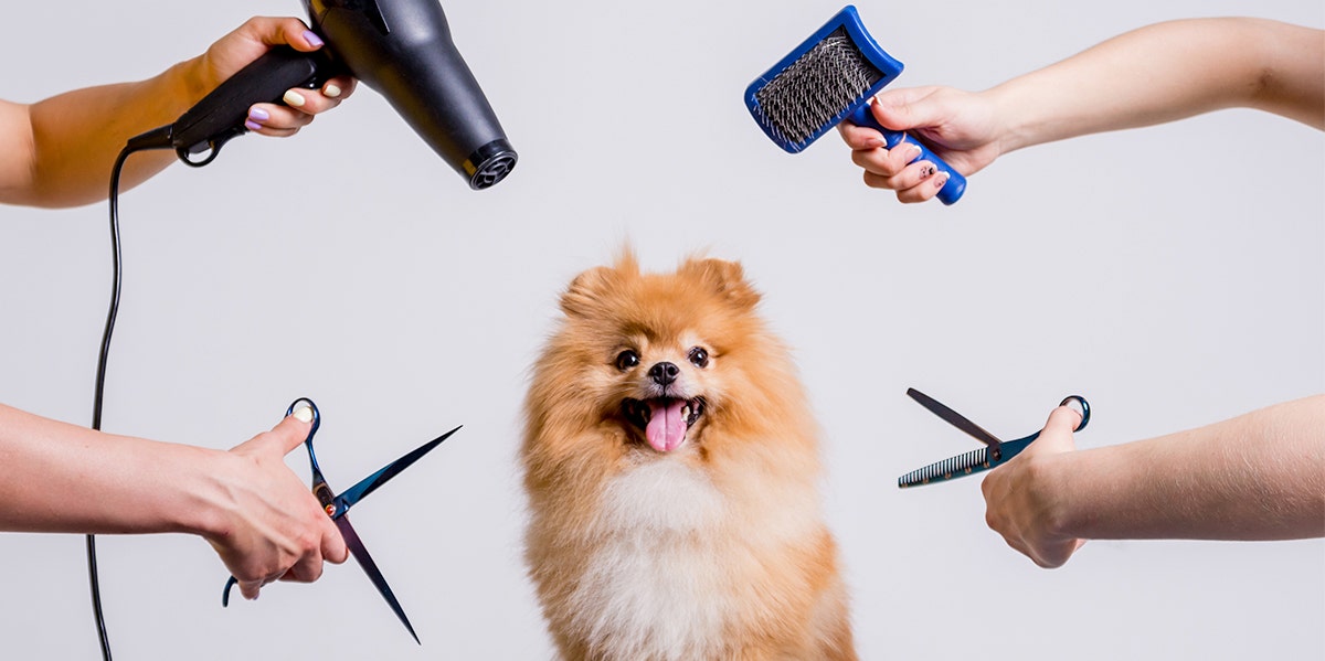 Dog Lovers In Japan Are Shaving Their Pups Into Cubes Dog Lovers In Japan Are Shaving Their Pups Into Cubes