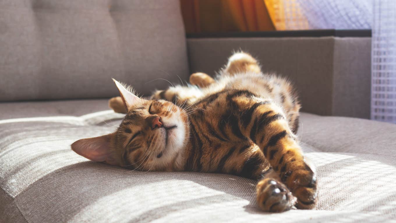 cat laying on a chair in the sun