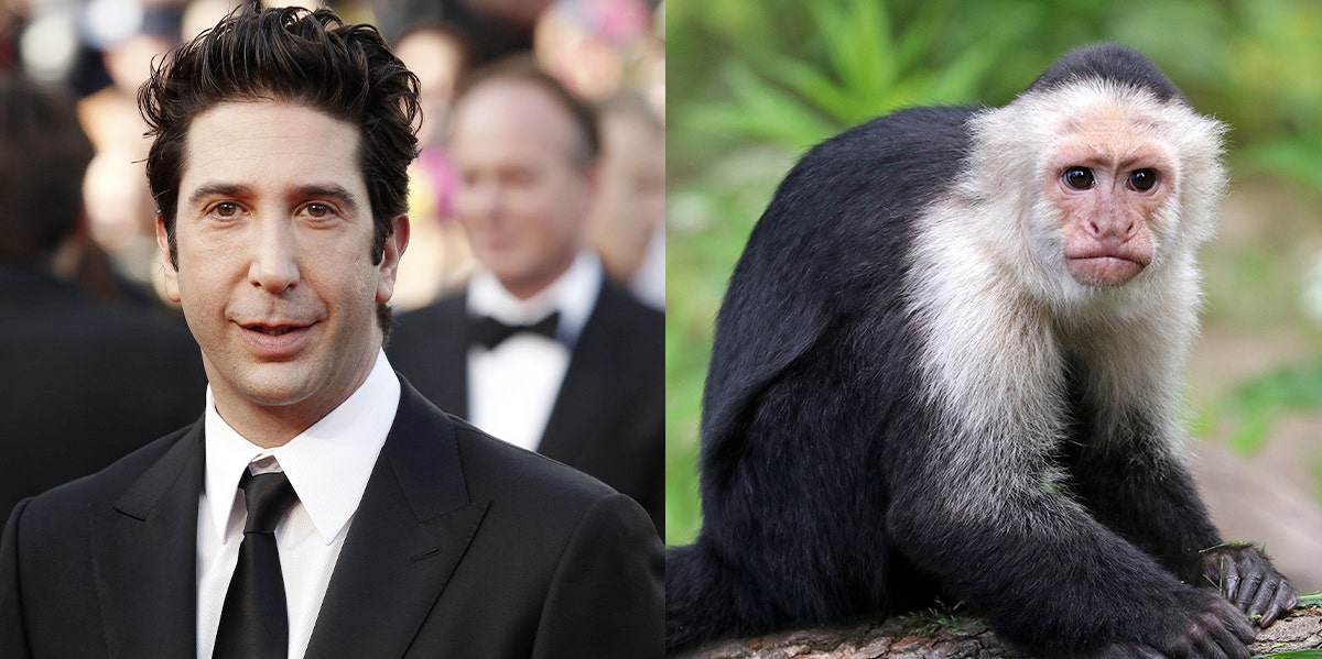 Was David Schwimmer Really 'Jealous' Of Marcel The Monkey Was David Schwimmer Really 'Jealous' Of Marcel The Monkey