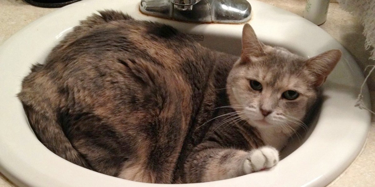 The Death Of My Cat Was A Beautiful, Spiritual Experience The Death Of My Cat Was A Beautiful, Spiritual Experience