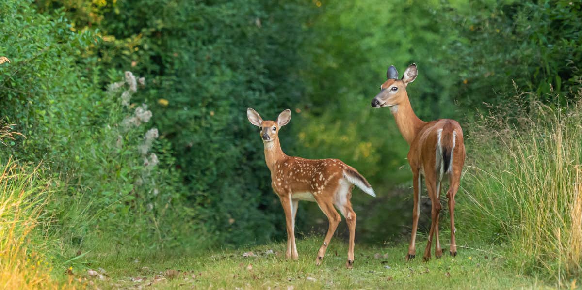 Deer in the woods