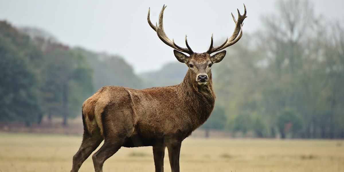 male deer buck