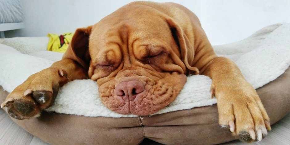 Best Dog Beds Best Dog Beds
