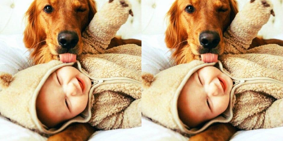 dog and baby dog and baby
