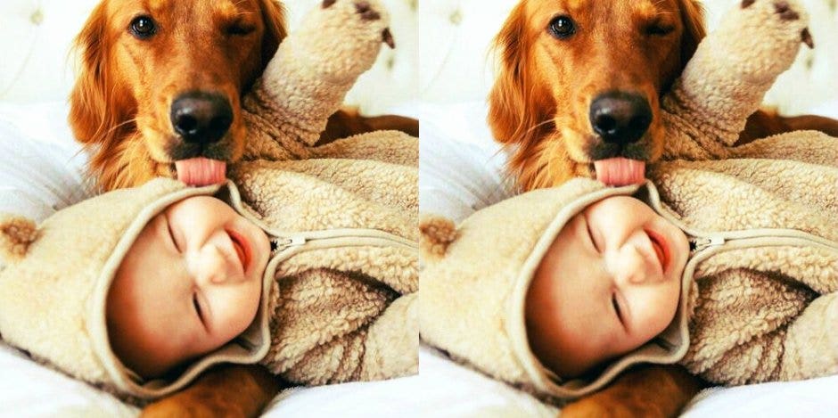 dog and baby