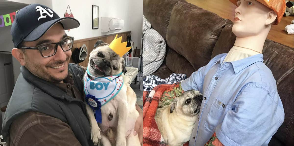 Dog Owners Create A Mannequin Look Alike For Pug Who Has Separation Anxiety dog, pug, separation anxiety, mannequin