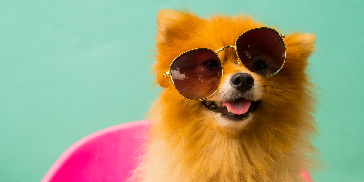 Dog with sunglasses