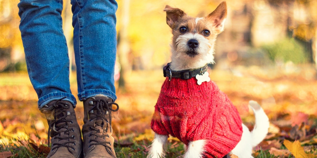 puppy in a red sweater