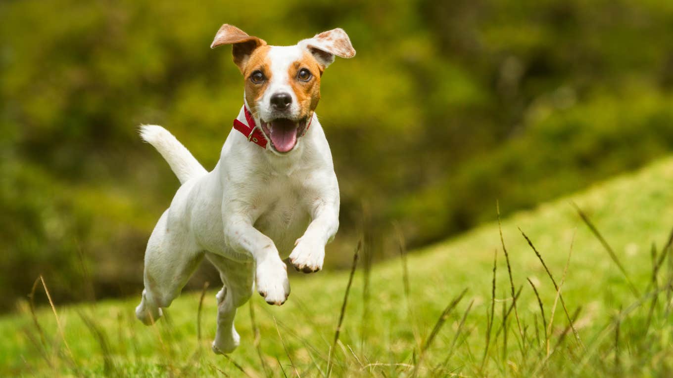 dog, running, happy