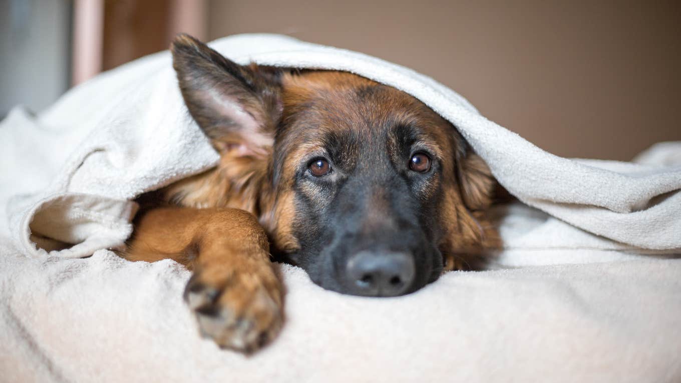German shepherd laying under a blanket