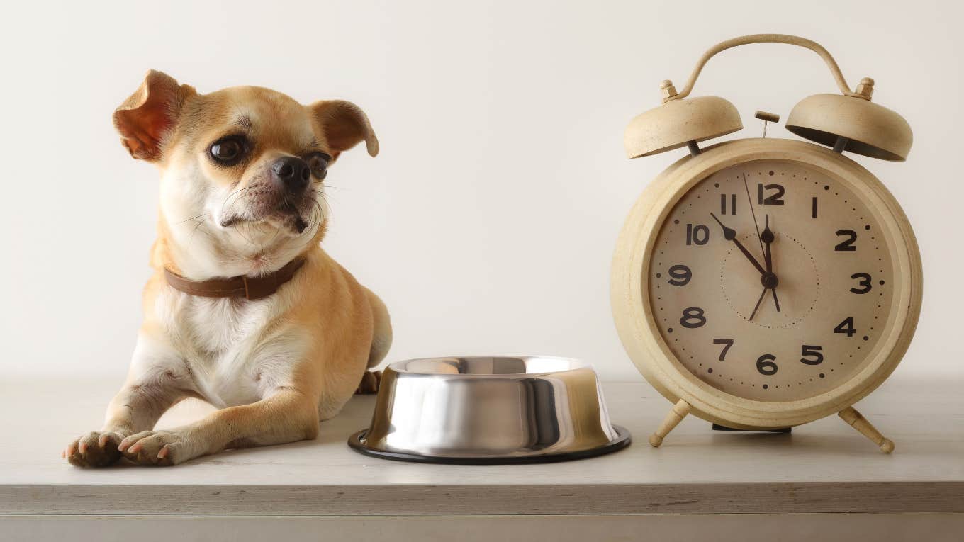 Dog with clock and food bowl
