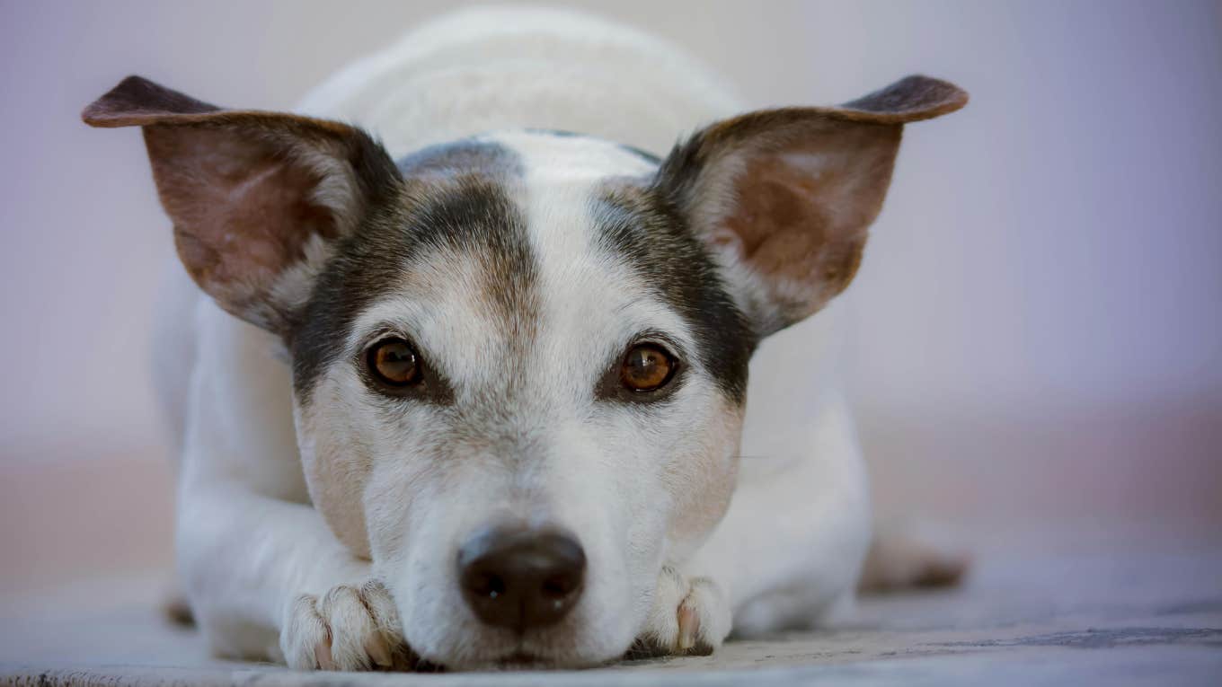 dog lying down 