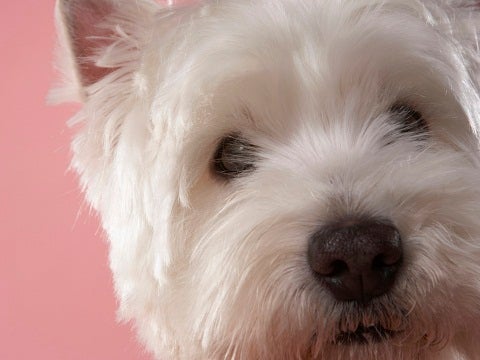 terrier terrier