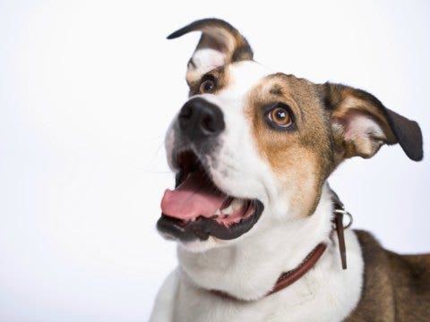 dog ready to play dog