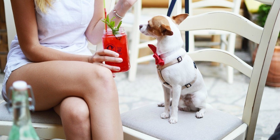8 Human Foods That Are Safe For Dogs And 8 Foods Dogs Shouldn't Eat 8 Human Foods That Are Safe For Dogs And 8 Foods Dogs Shouldn't Eat