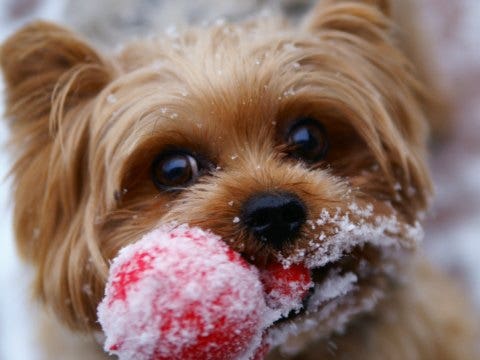 Dog playing in the snow