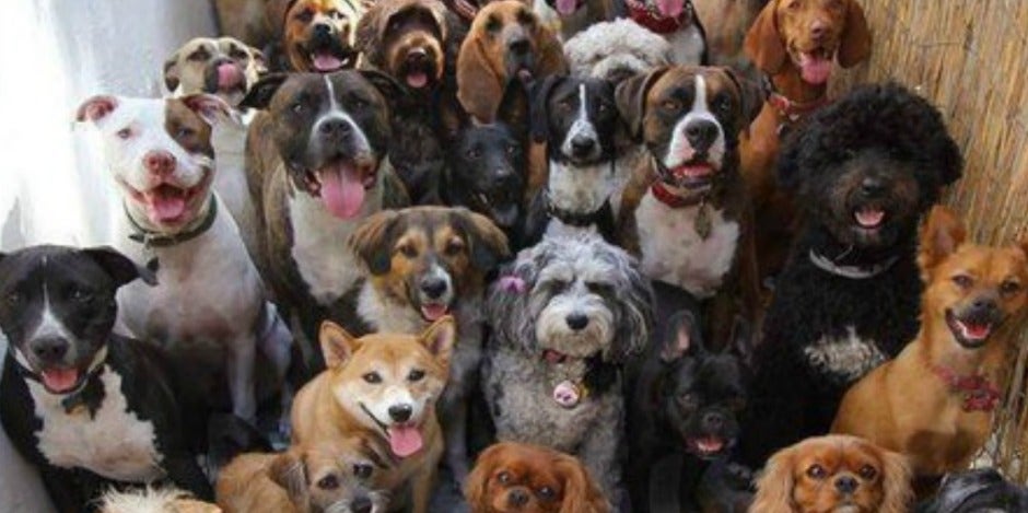 quiz for dog lovers quiz for dog lovers