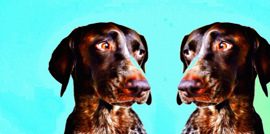 Dogs Ignore People Who Are Mean Dogs Ignore People Who Are Mean