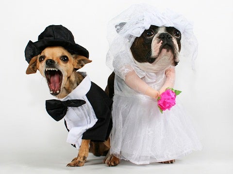dog wedding dog wedding