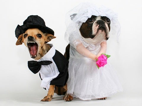 dog wedding