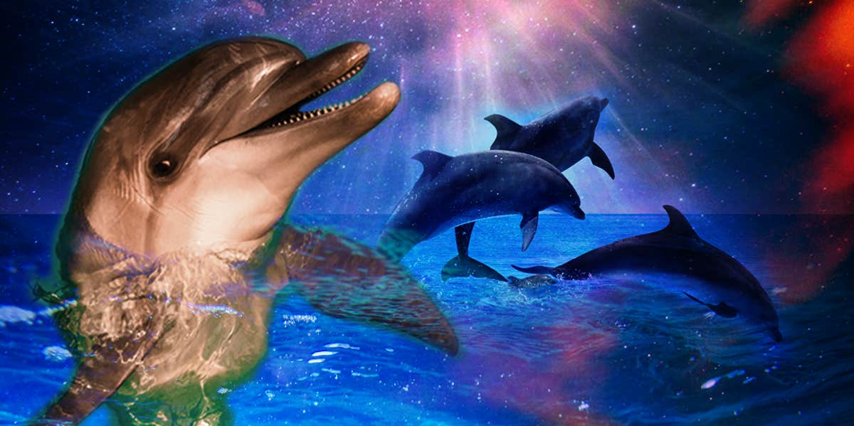 dolphins