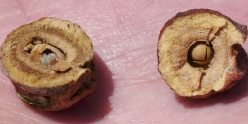 Oak Galls used for vagina tightening