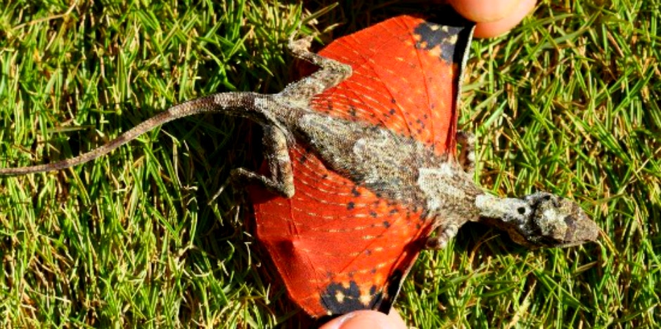 Tiny Dragon Discovered In Indonesia-Draco Volans Tiny Dragon Discovered In Indonesia-Draco Volans