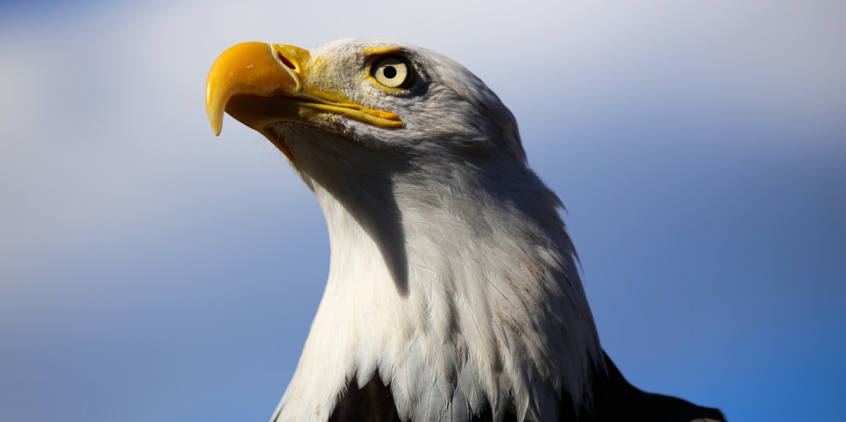 bald eagle