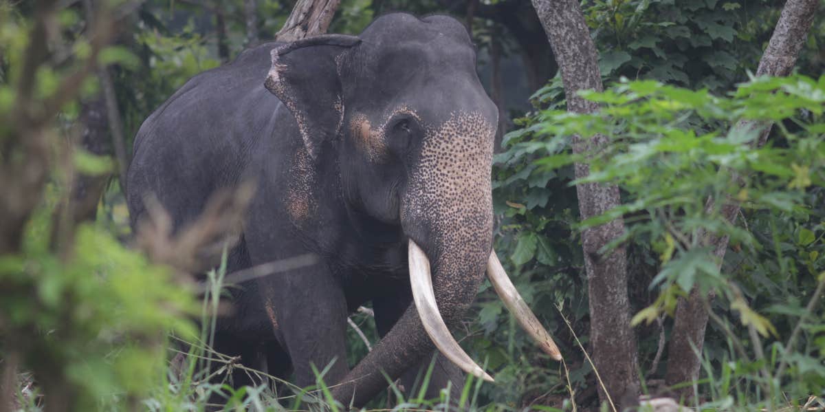 Indian elephant in the wild