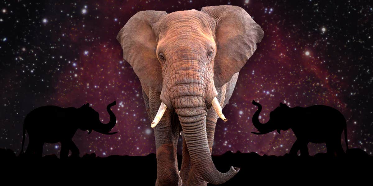 Elephant Symbolism & The Meaning Of An Elephant Spirit Animal | YourTango