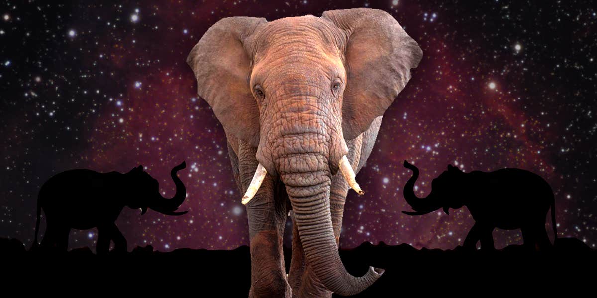 Elephant Symbolism & The Meaning Of An Elephant Spirit Animal elephant symbolism
