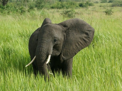 elephant