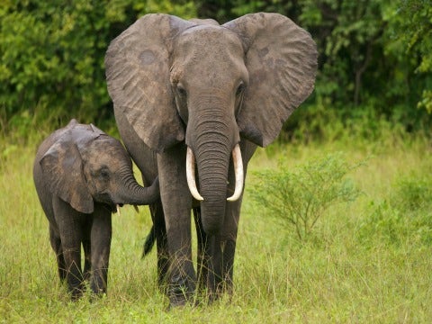 Long-Range Love: Elephant Family Reunites In Tender Moment Long-Range Love: Elephant Family Reunites In Tender Moment