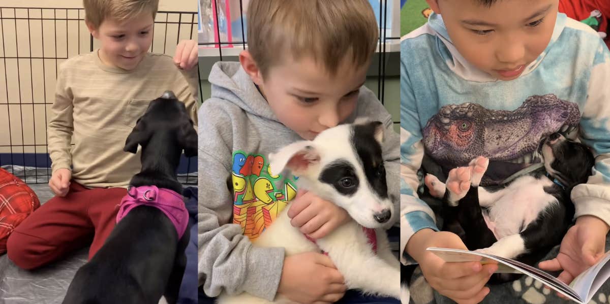 classroom, foster puppies 