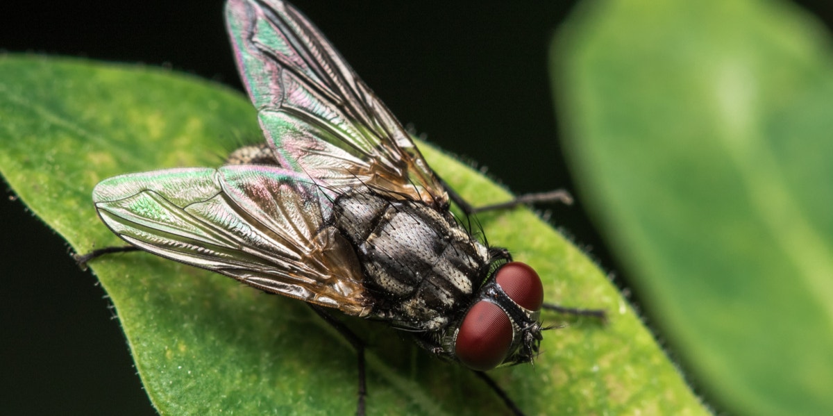 fly on leaf