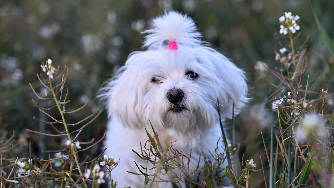 little white dog in meadow