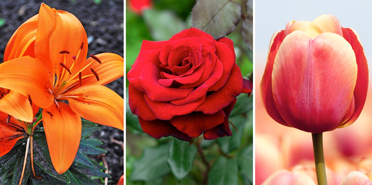 orange lilly, red rose, and tulip 
