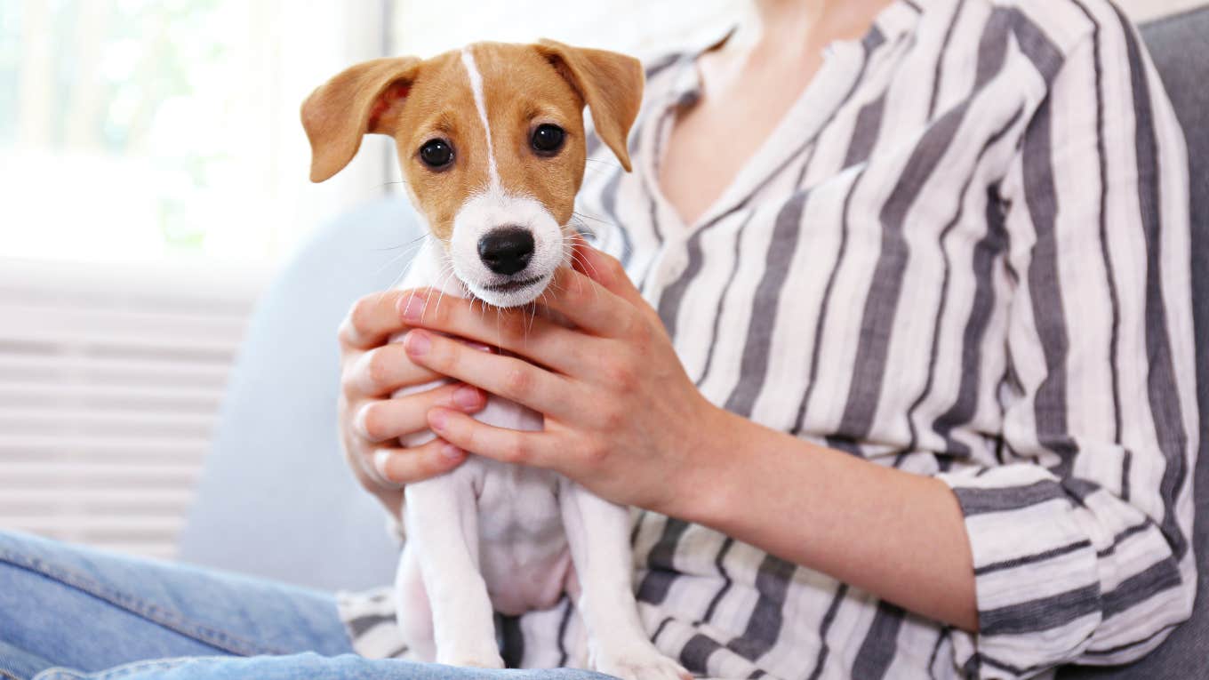 Small dog sitting on its owner's lap. 